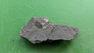 Bivalve