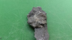 Bivalve