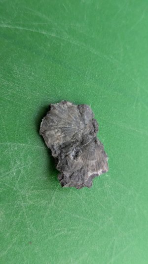 Bivalve - Possibly both valves