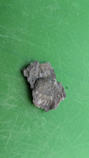 Bivalve - Possibly both valves