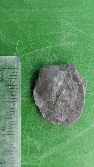 Bivalve - Measurement ~1.5 cm