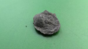 Bivalve