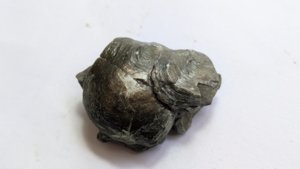 Bivalves