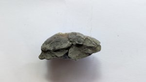 Bivalves
