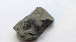 Bivalve