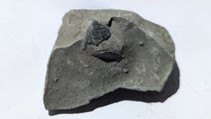 Bivalve