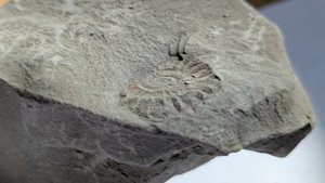 Ammonite