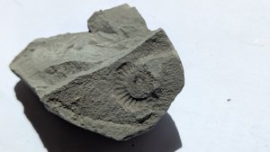 Ammonite