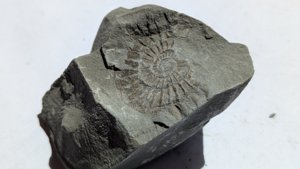 Ammonite
