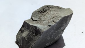Ammonite