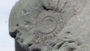 Ammonite