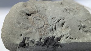 Ammonite