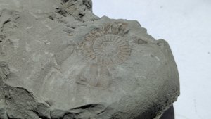 Ammonite