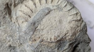 Ammonite