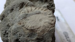 Ammonite