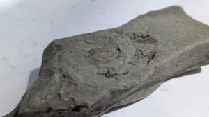 Ammonite