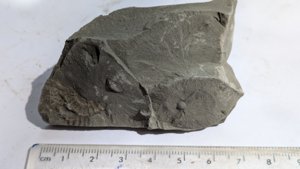 Ammonite - Measurement ~2-3 cm