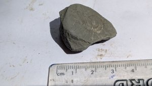 Ammonite - Measurement ~2 cm