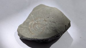 Ammonite
