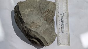 Ammonites - Measurement ~2 cm and ~3 cm