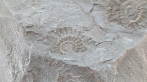 Ammonite