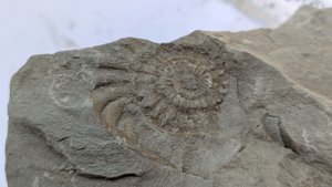 Ammonite