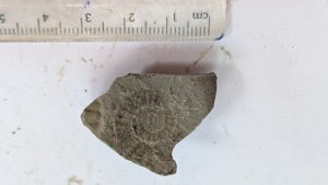 Ammonite - Measurement ~1.5 cm
