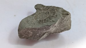 Ammonite