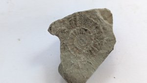 Ammonite