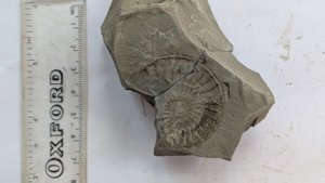 Ammonite - Measurement ~4.5 cm