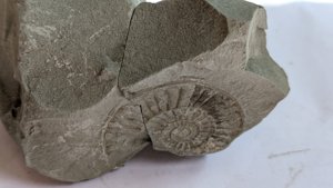 Ammonite