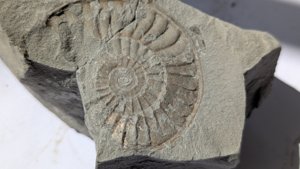 Ammonite