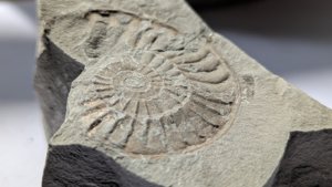 Ammonite