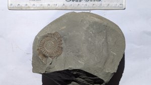 Ammonite - Measurement ~3.5 cm