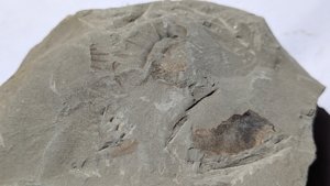 Ammonite