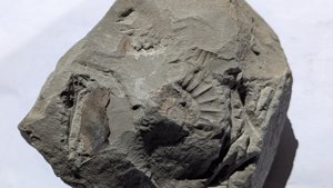 Ammonite