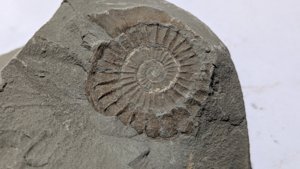 Ammonite