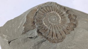 Ammonite