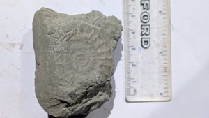 Ammonites - Measurement ~4 cm and ~0.5 cm