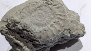 Ammonite