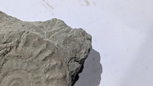 The small ammonite - Measurement ~0.5 cm