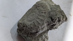 Ammonite