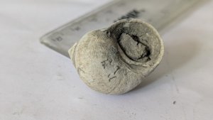 Gastropod - the opening is visible