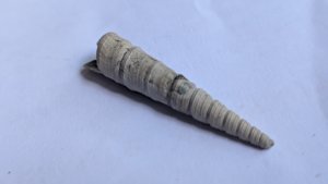 Turritella