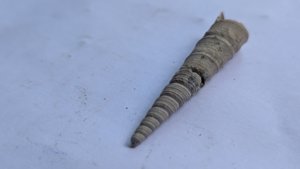Turritella