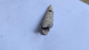 Turritella