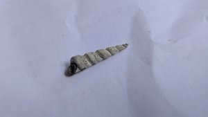 Turritella