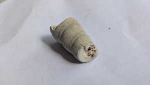 Turritella, fragment
