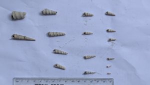 Turritella - Measurement ~1-4cm