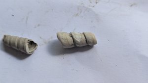 Turritellid, fragment